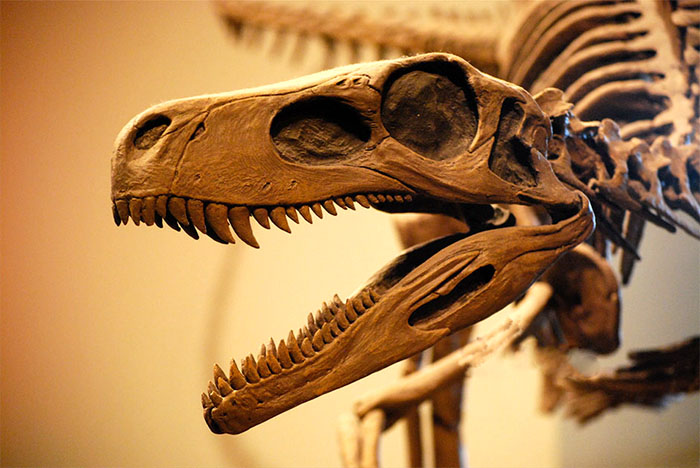 仿真恐龙骨架、恐龙化石骨架模型
