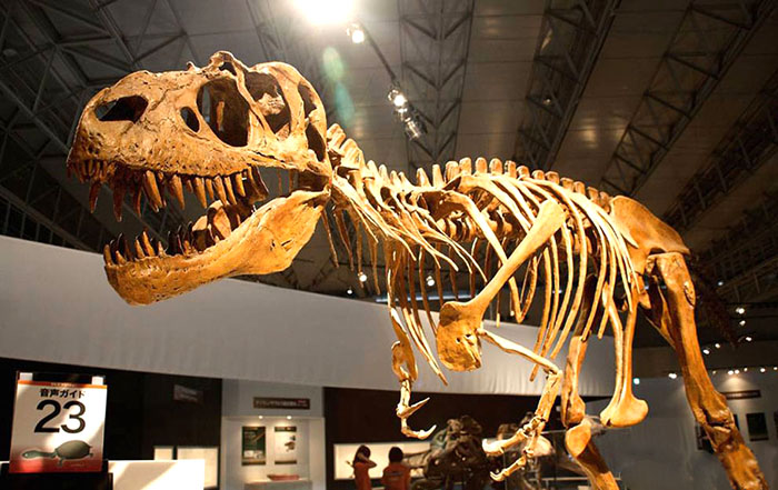恐龙化石骨架、异特龙