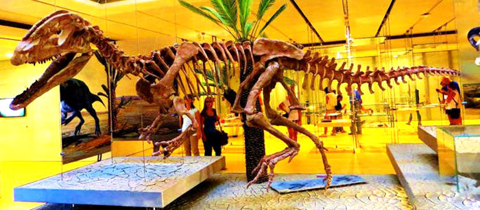 恐龙化石骨架、双冠龙