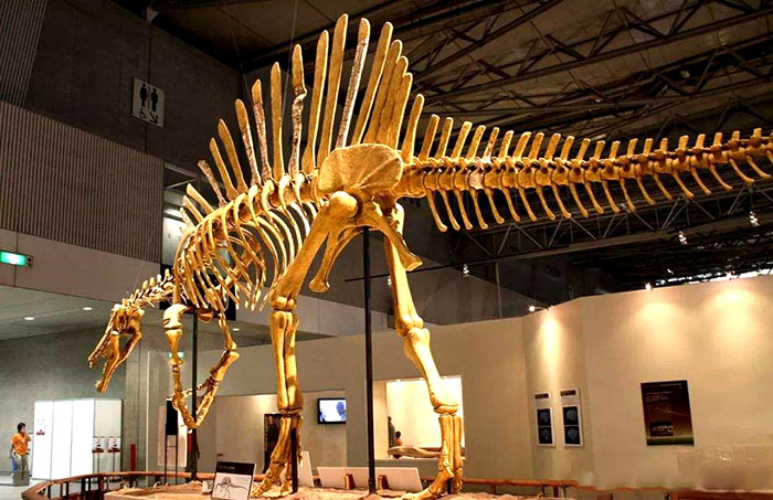 仿真恐龙骨架、恐龙化石骨架模型