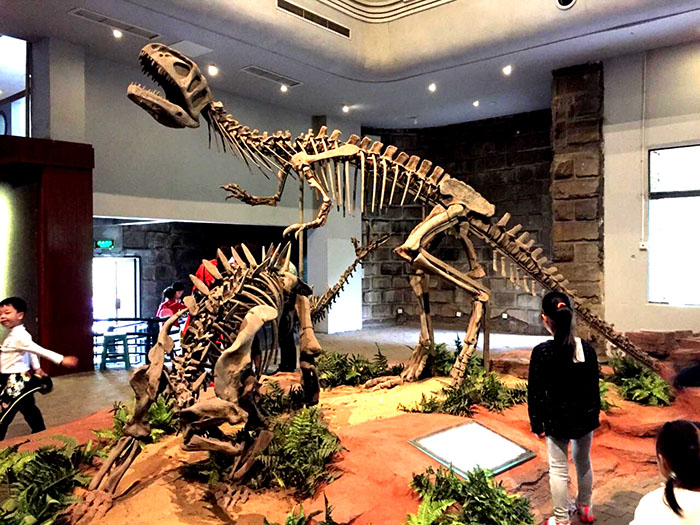 恐龙化石骨架、自贡恐龙