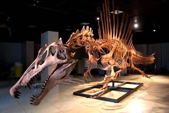 仿真恐龙骨架、博物馆恐龙化石定制