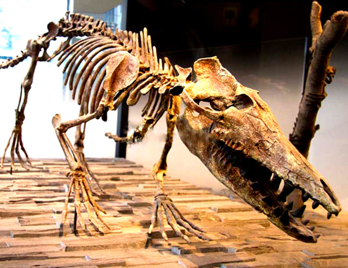 恐龙骨架、巴基斯坦古鲸骨架