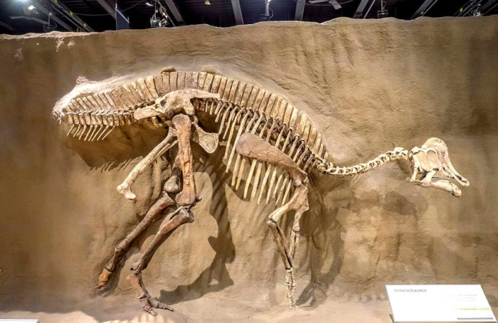 恐龙化石骨架设计、仿真模型定制