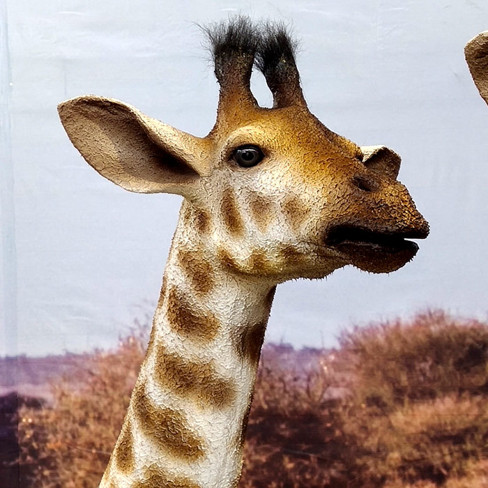 仿真动物-情侣长颈鹿